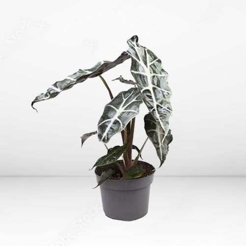 Alocasia Polly