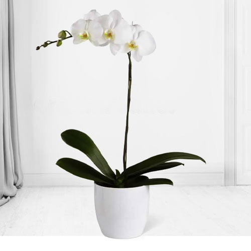Single Stem White Phalaenopsis Orchid