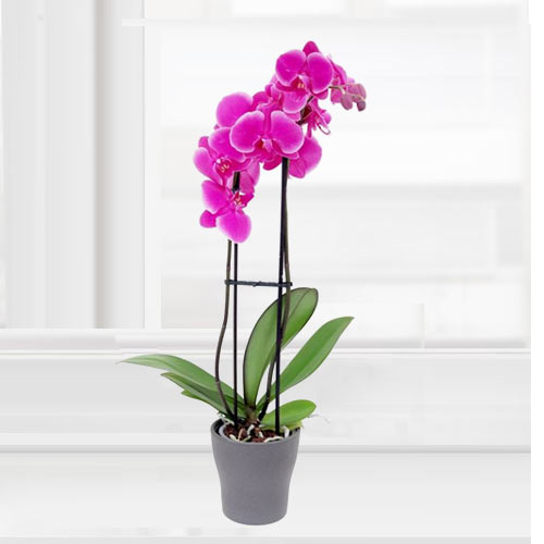 Double Stems Pink Phalaenopsis Orchid