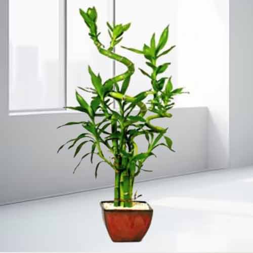Appreciate Bamboo