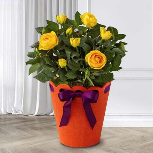Mini Rose Plant Yellow