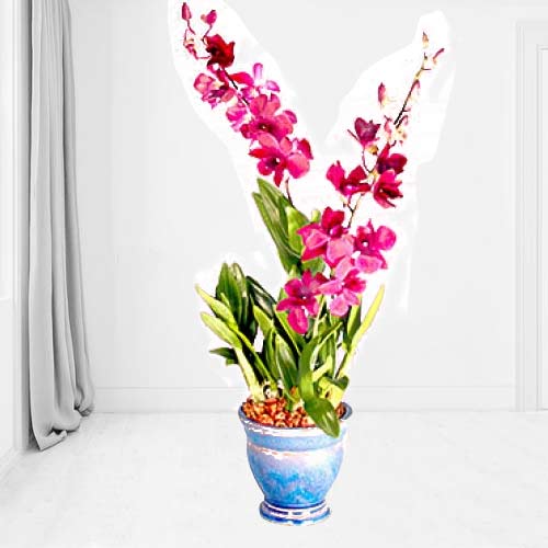 Dendrobium Orchid