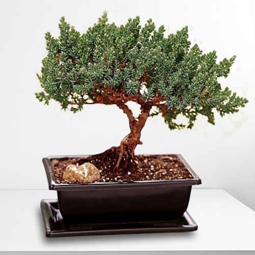 Creeping Juniper Bonsai