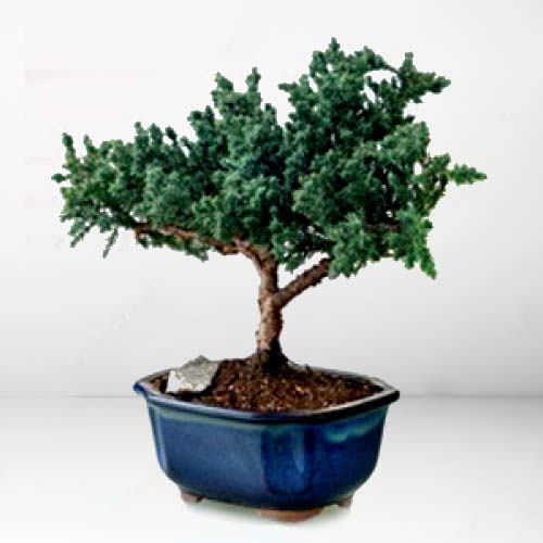 Deluxe Juniper Bonsai
