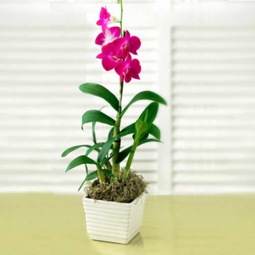 Pink Dendrobium Orchid