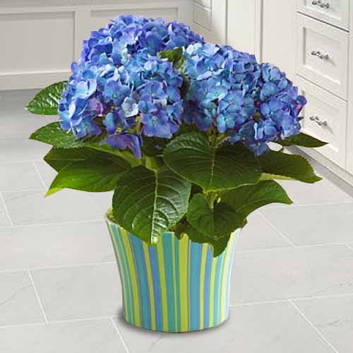 Hydrangea Plant