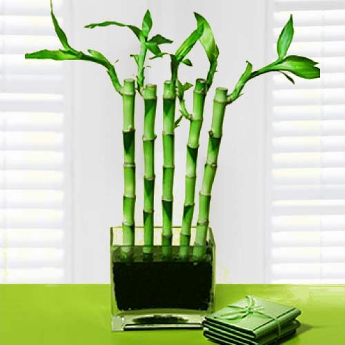 Lucky Bamboo