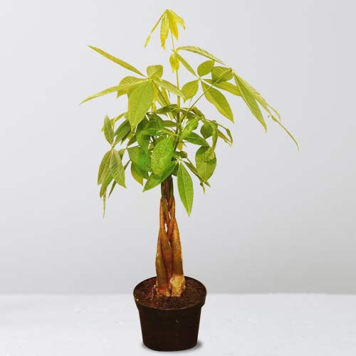 Money Tree