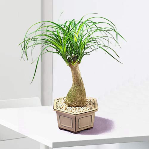 Pony Tail Palm Bonsai