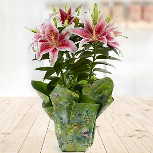 Stargazer Lily Plant