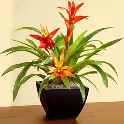 Tropical Bromeliad