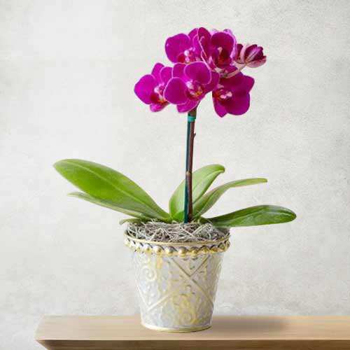 Classic Orchid Plant