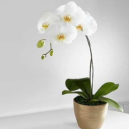 White Phalaenopsis Orchid