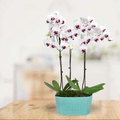 Classic Orchid Duo
