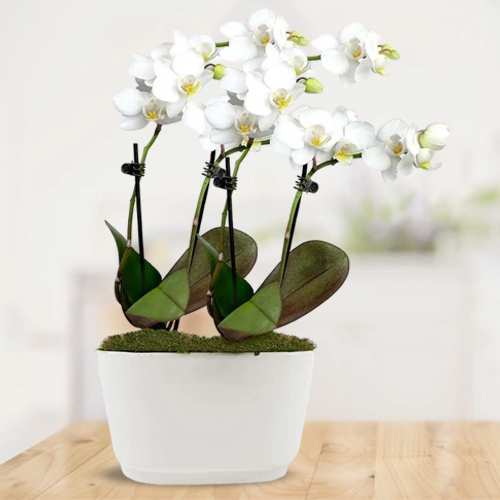 Amazing Mini Orchids