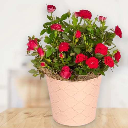 Blooming Red Rose Plant