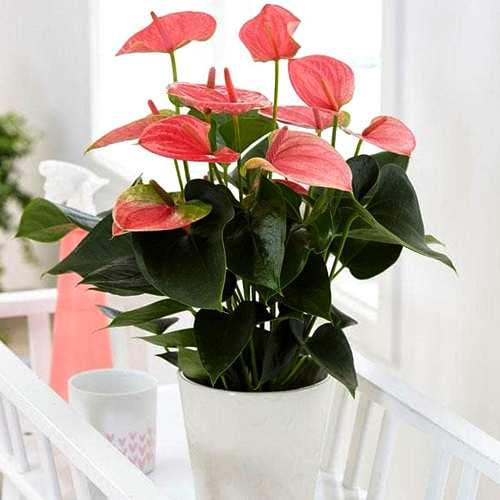 Pink Anthurium Delight