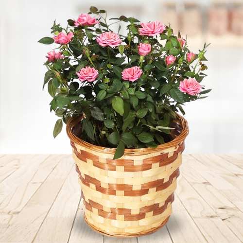 Pretty Pink Rose Plant