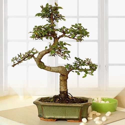 Outdoor Elm Bonsai Plant