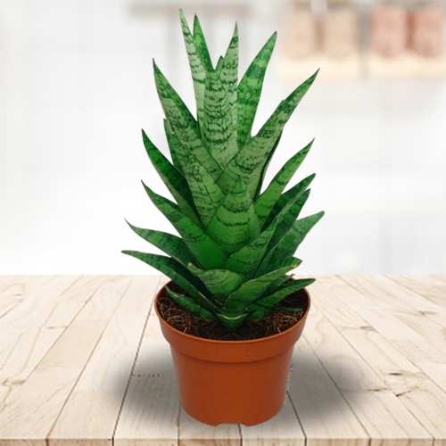Elegant Sansevieria Hybrid