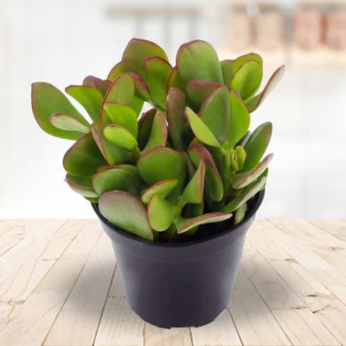 Exotic Crassula Ovata