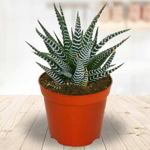 Delightful Zebra Haworthia