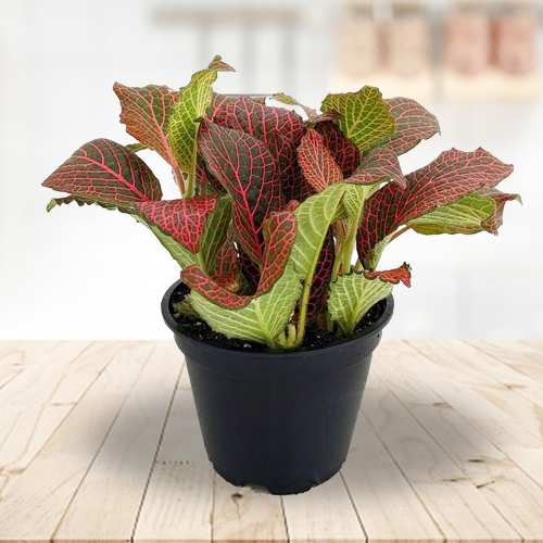 Classic Red Fittonia