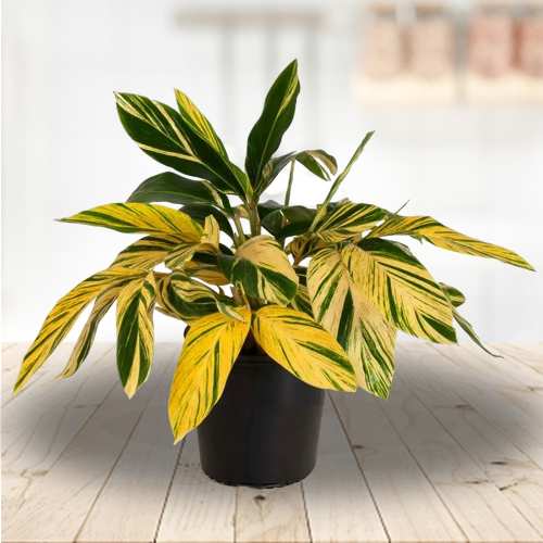 Decorative Shell Ginger