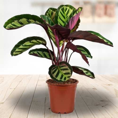 Classic Calathea Medallion
