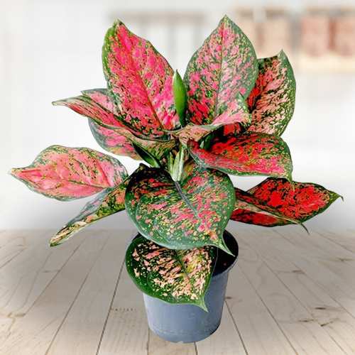 Stylish Aglaonema