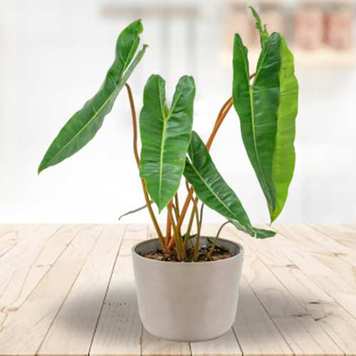 Delightful Philodendron Billietiae