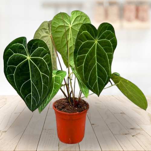 Chic Anthurium Magnificum