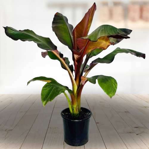 Beautiful Red Banana