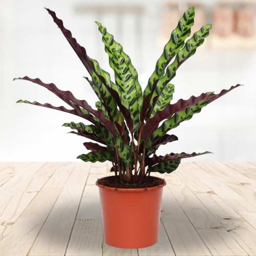 Unique Calathea Rattlesnake
