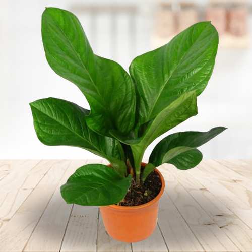 Houseplant Anthurium Cardboard