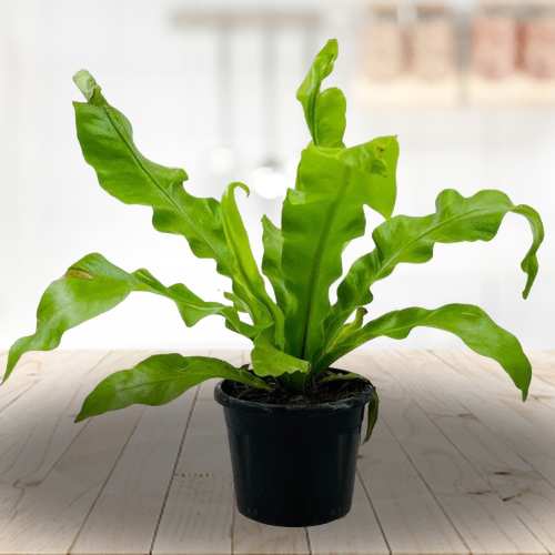 Indoor Asplenium Nidus