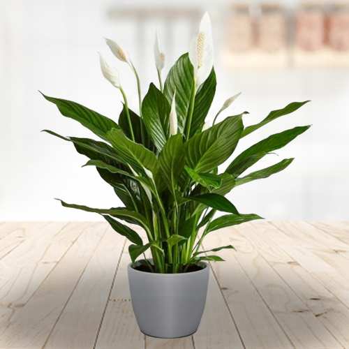 Elegant Peace Lily Plant